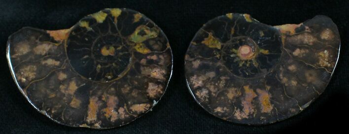 Iron Replaced Ammonite Fossil Pair #27458